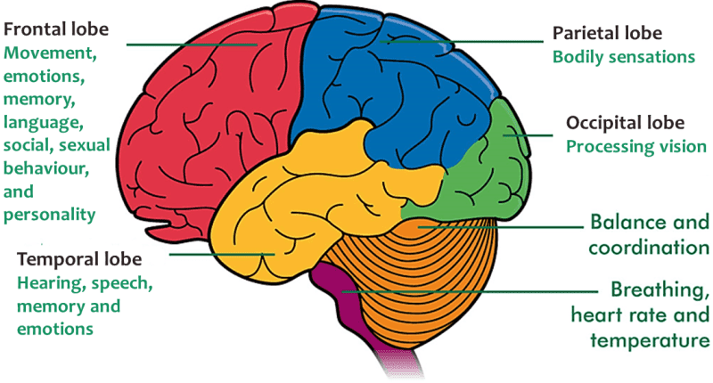 epilepsy brain diagram