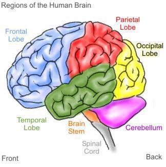 regions of the brain